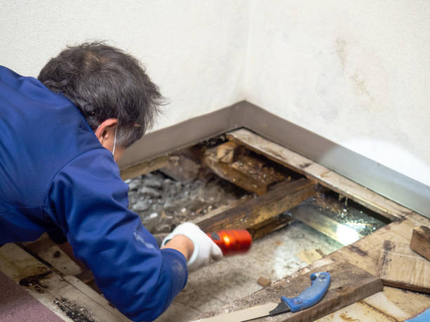 Best Certified Mold Removal  in Doney Park, AZ