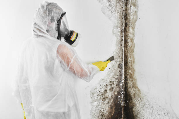 Best Local Mold Removal Service  in Doney Park, AZ