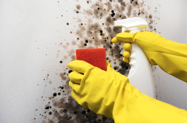 Best Black Mold Removal  in Doney Park, AZ